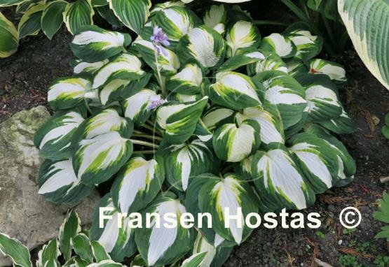 Hosta Enterprise